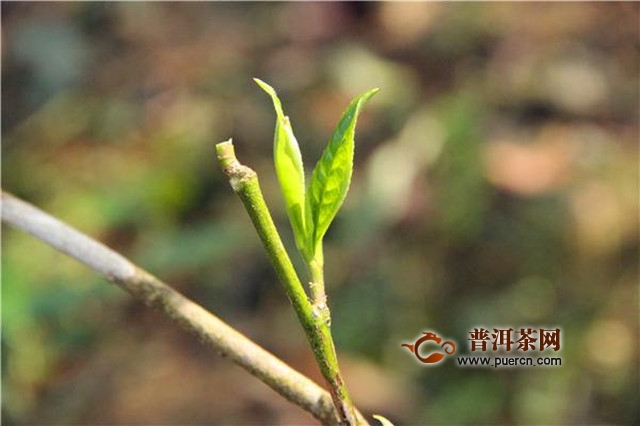 坦洋功夫红茶制作工艺流程