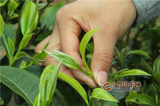 坦洋功夫红茶制作工艺流程