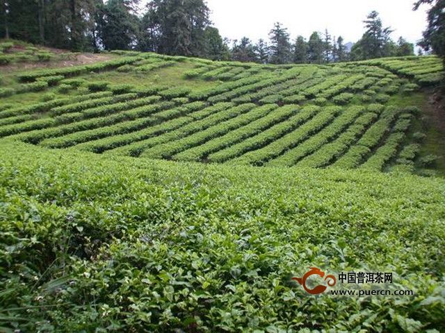 日月潭红茶是哪里的