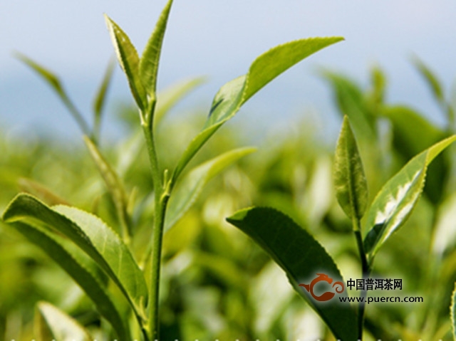 政和工夫属什么茶？产地在哪里