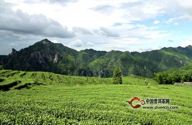 政和工夫属什么茶？产地在哪里