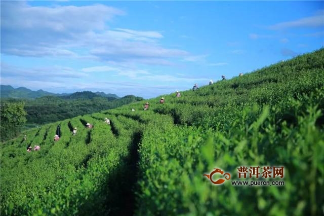 越红工夫产自哪里？越红工夫产地介绍