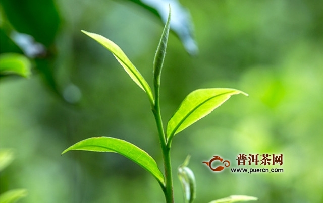 越红工夫茶制作工艺