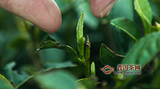 越红工夫茶属于什么茶