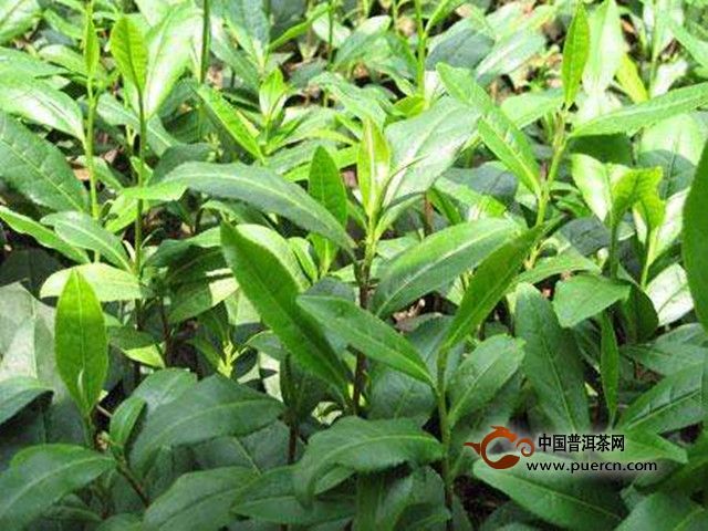 白琳工夫产地