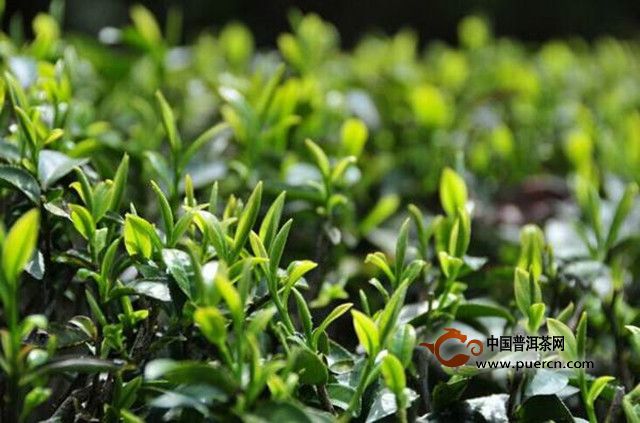 白琳工夫哪里产的