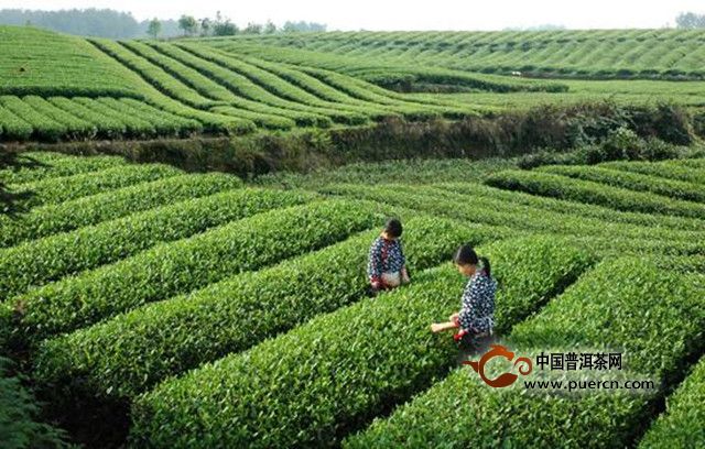白琳工夫哪里产的