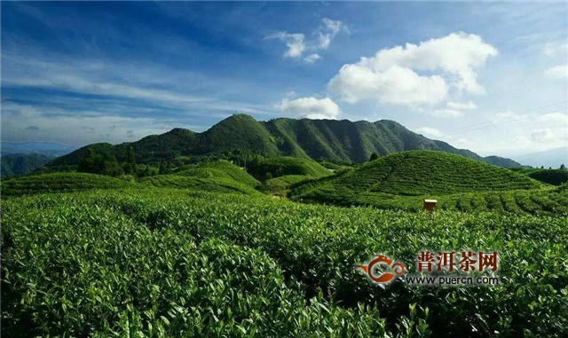 锡兰红茶的由来
