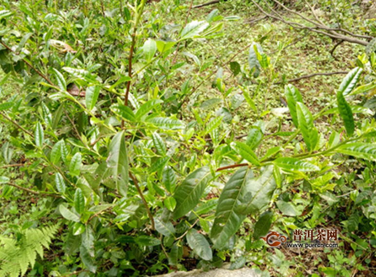 黑茶千两茶有金花吗？金花的是怎么来的