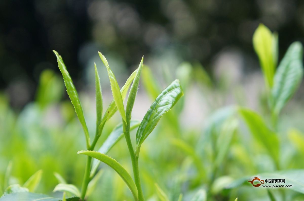 黑砖茶价格多少钱