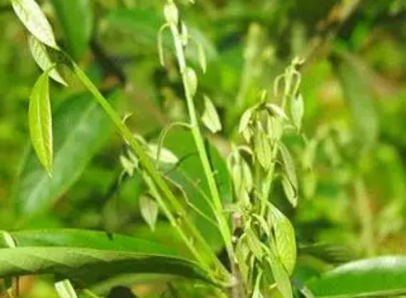 安化花砖茶保健功能