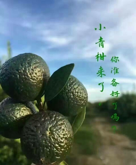 新会小青柑产自哪里？喝小青柑是什么口感？