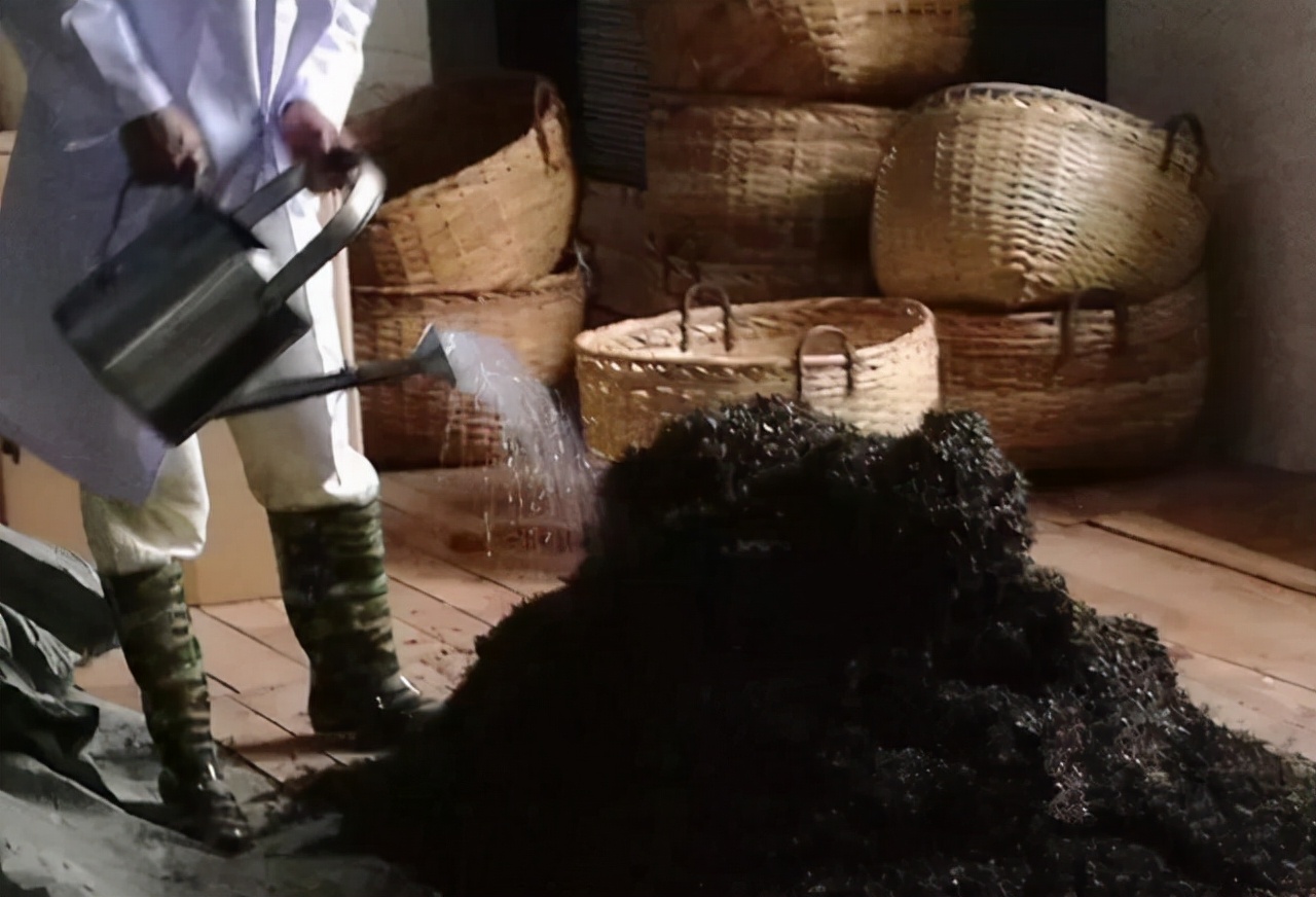 普洱熟茶的“品种味”是怎么来的？