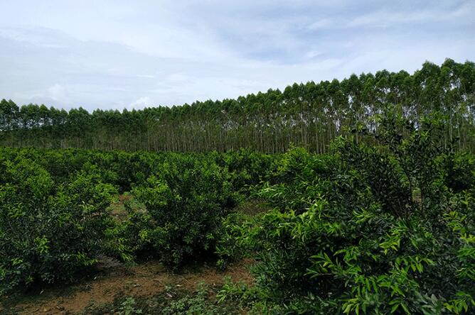 闲来一杯柑普茶，清新又温暖