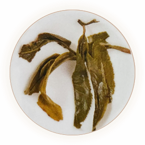 普洱生茶：来自云南原始森林的老茶树