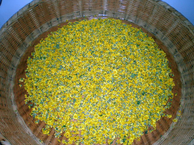 野菊花茶的图片什么样