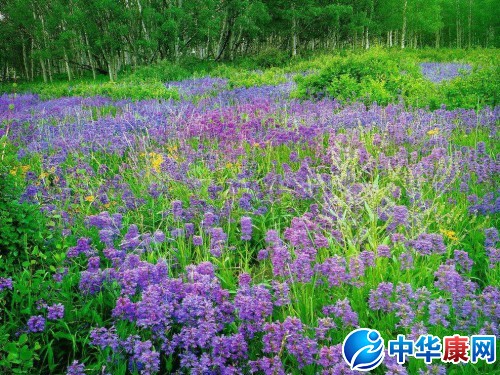 薰衣草枕头、薰衣草茶的养生作用