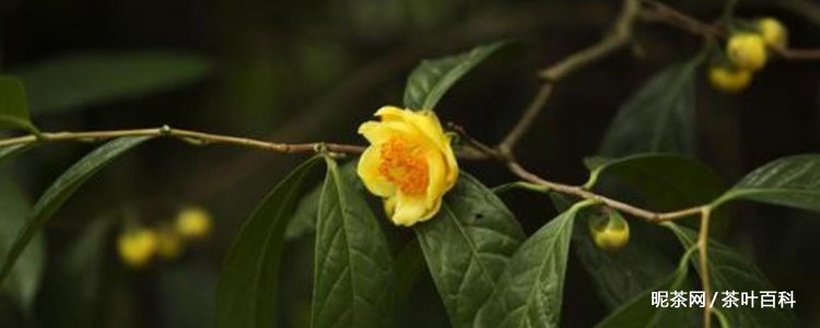 新鲜的金花茶如何处理