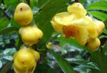 红枣金花茶有什么功效与作用-茗扬网
