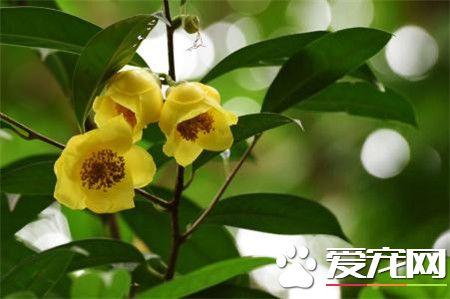 金花茶的功效与作用（金花茶的主要价值！）