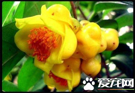 金花茶的功效与作用（金花茶的主要价值！）