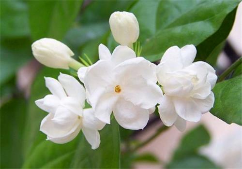 适合喝玫瑰茉莉花茶的人群 茉莉花茶怎么冲泡