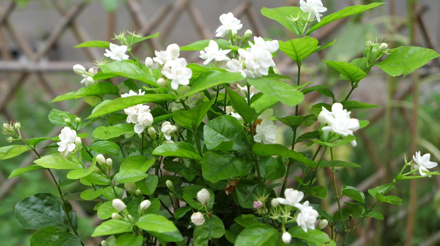 适合喝玫瑰茉莉花茶的人群 茉莉花茶怎么冲泡