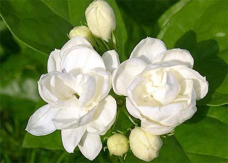 经常喝茉莉蜂蜜茶的危害 喝茉莉花茶的好处