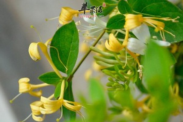 皮肤过敏能喝金银花茶吗