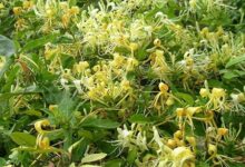 金银花泡水喝的功效大盘点-茗扬网