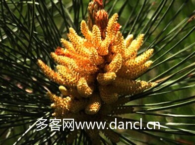 自采松花粉的破壁方法