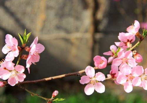 桃花茶喝多了会怎么样 怎么办