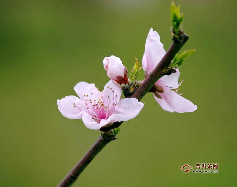 桃花茶搭配禁忌，桃花茶的正确喝法