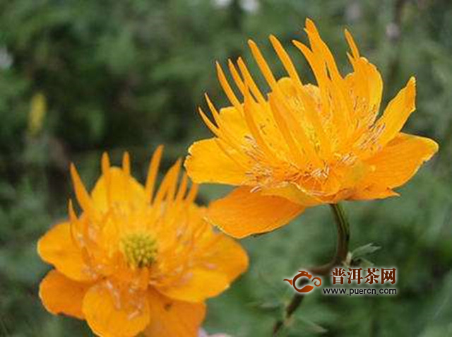 金莲花泡水喝的功效有哪些