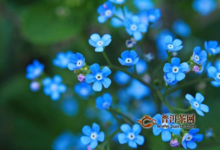 勿忘我干花泡茶,勿忘我花茶的喝法-茗扬网