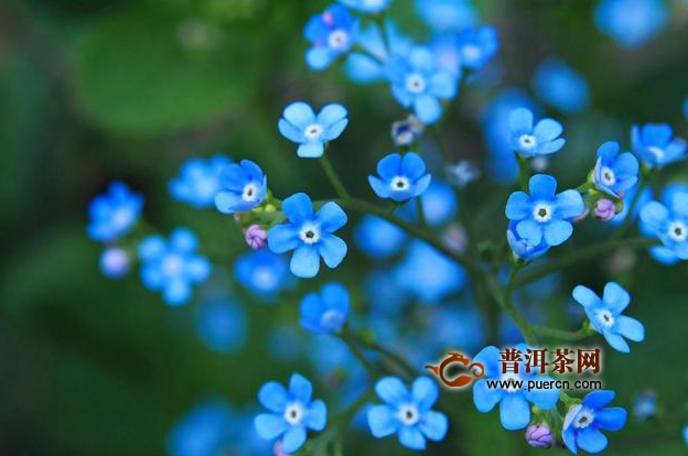 勿忘我干花泡茶，勿忘我花茶的喝法