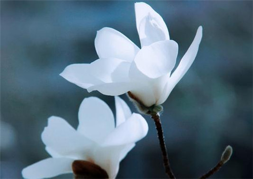 玉兰花茶是酸性还是碱性 什么时候喝好