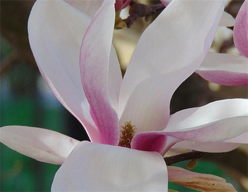 玉兰花茶是酸性还是碱性 什么时候喝好