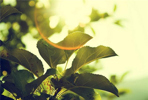 玉兰花茶怎么泡更好 多少钱一斤