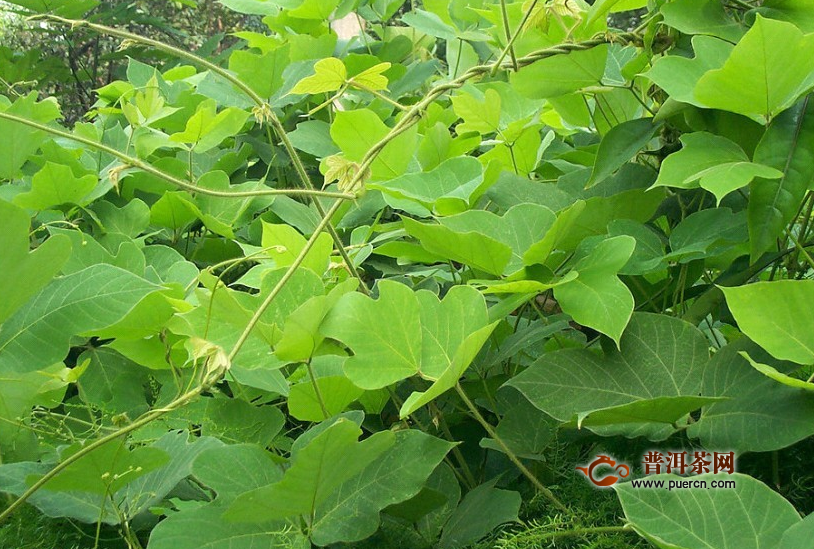 葛花茶什么牌子好？葛花茶10大品牌