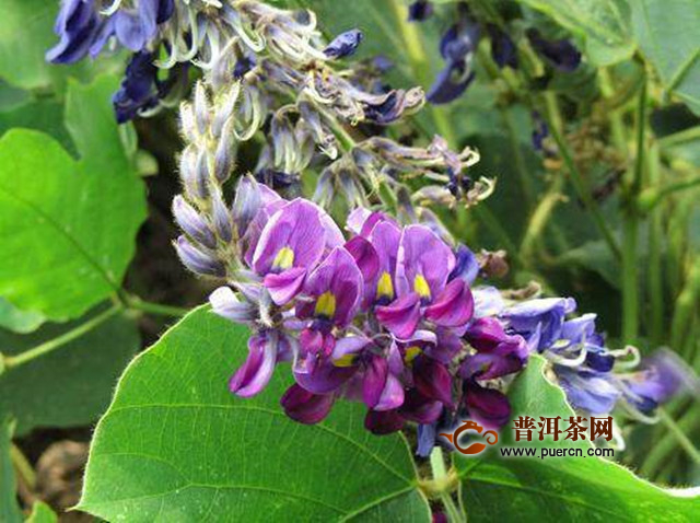 葛花茶的副作用