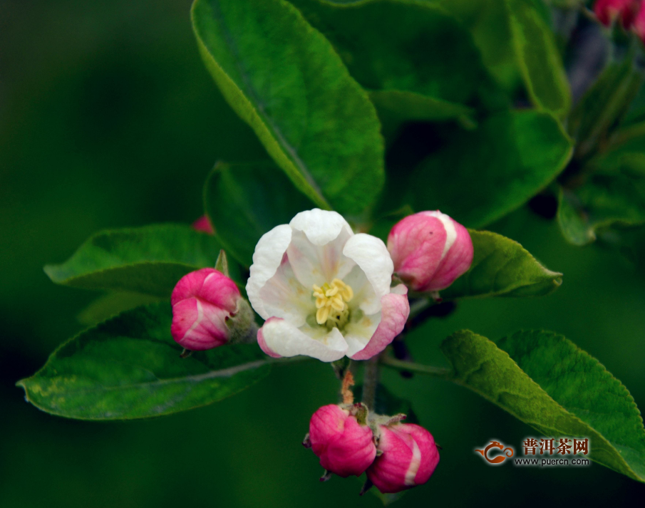 苹果花和玫瑰花的禁忌，喝苹果花茶的好处