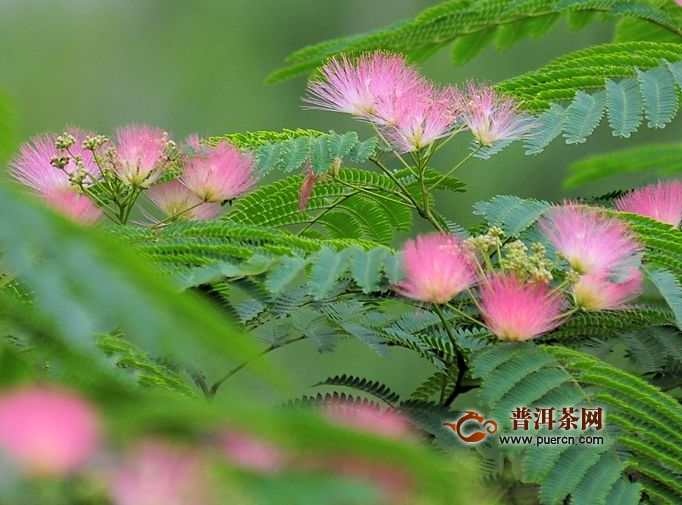 每天晚上喝杯合欢花茶，晚上喝杯合欢花茶危害