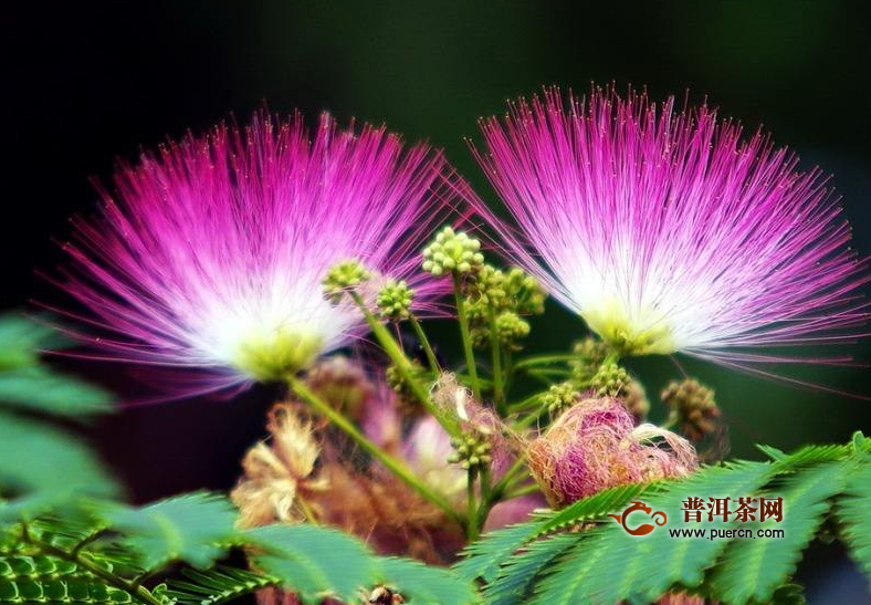 合欢花茶的功效与禁忌