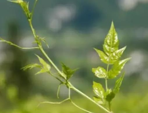 喝蓝蝴蝶花茶的好处
