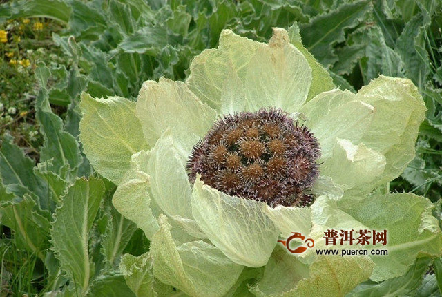 雪莲花茶泡水的功效