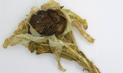 干雪莲花怎么泡水喝 干雪莲花泡水的方法教程