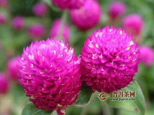 千日红花茶功效