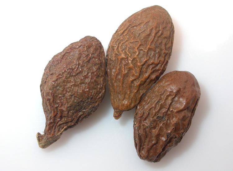 来看看胖大海是茶叶吗