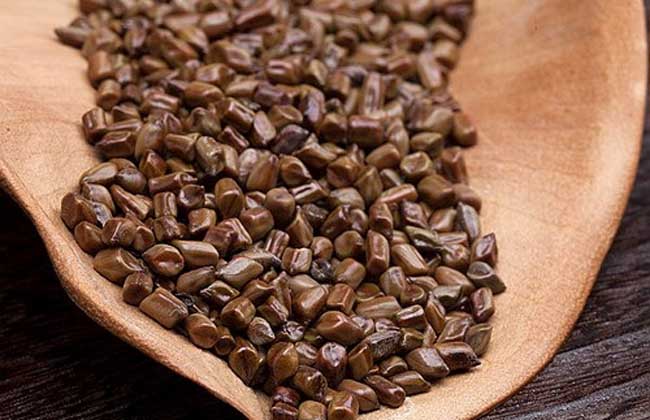 决明子茶怎么喝，说说决明子茶的正确喝法